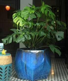 Monstera Deliciosa – Trầu Bà Lá Xẻ-x4