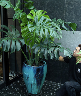 Monstera Deliciosa – Trầu Bà Lá Xẻ-x10