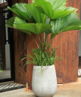 Cây Cọ Nhật-x1