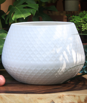 Chậu Hạt Dẻ Đại Trắng