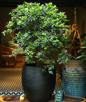 Cây Nguyệt Quế-x4