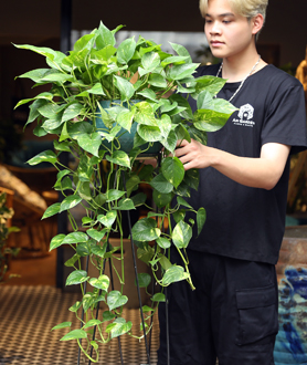 Trầu Bà Sọc - Vạn Niên Thanh-X3