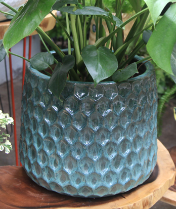 Bộ Chậu Tổ Ong Xanh