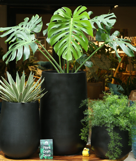 Monstera Deliciosa – Trầu Bà Lá Xẻ-x9