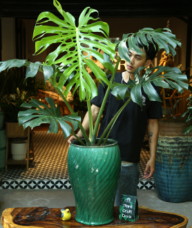 Monstera Deliciosa – Trầu Bà Lá Xẻ-x5