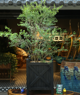 Cây Linh Sam-x4