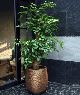 Cây Hạnh Phúc-x2