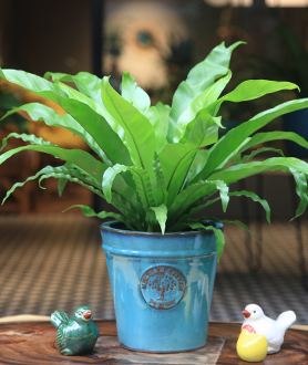 Cây Tổ Yến