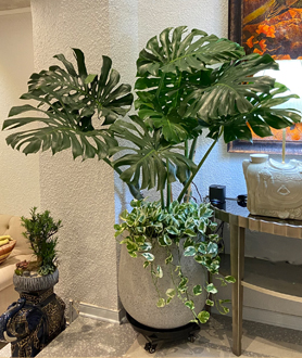 Monstera Deliciosa – Trầu Bà Lá Xẻ-x12