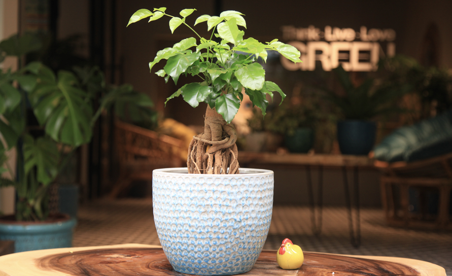 Hướng dẫn cách trồng và chăm sóc cây để bàn