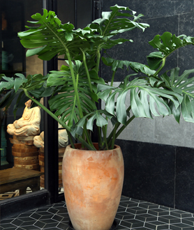 Monstera Deliciosa – Trầu Bà Lá Xẻ-x2