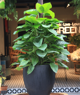 Cây Trầu Bà Leo-x1