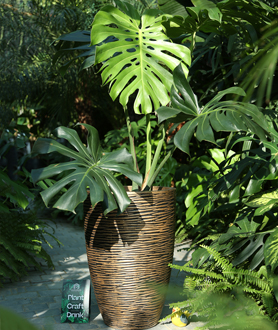 Monstera Deliciosa – Trầu Bà Lá Xẻ-x8