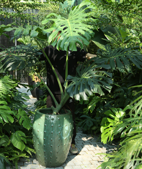 Monstera Deliciosa – Trầu Bà Lá Xẻ-x7