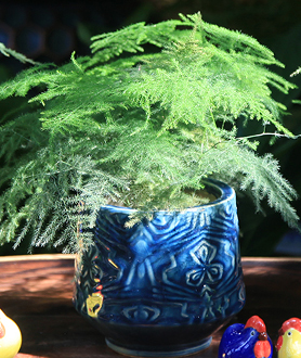 Cây Thủy Tùng