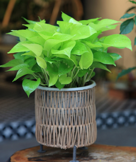 Cây Trầu Bà Vàng Thái Lan