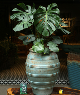 Monstera Deliciosa – Trầu Bà Lá Xẻ-x13