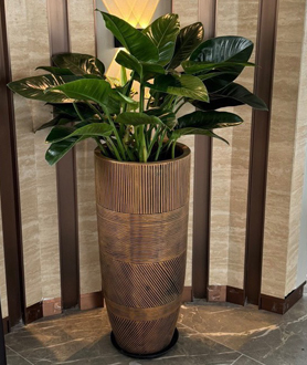 Trầu Bà Đế Vương-x7