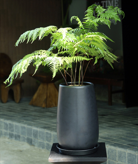 Dương Xỉ Culi-X3