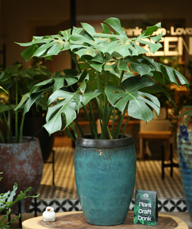 Monstera Deliciosa – Trầu Bà Lá Xẻ-x14