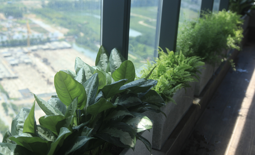 Ban Công Xanh Có Lợi Cho Sức Khoẻ - Penhouse-Sunshine City Ciputra