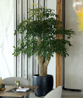 Cây Hạnh Phúc-x4