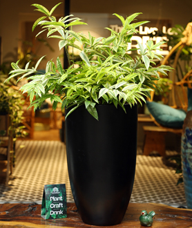 Trúc Nhật Cẩm Thạch-X1