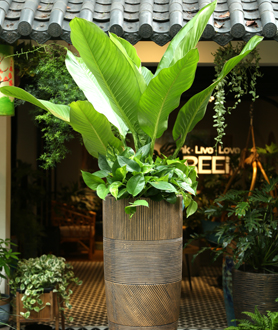 Cây Đại Phú Gia-X3