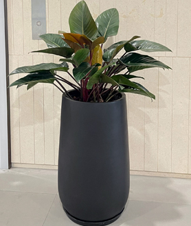 Trầu Bà Đế Vương-x3
