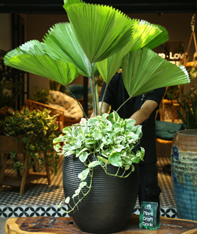 Cây Cọ Nhật-x3