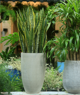 Cây Lưỡi Hổ_X16