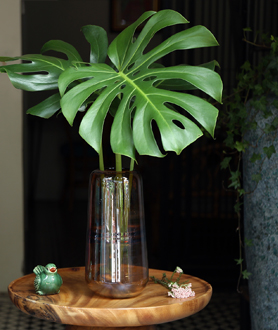 Green Summer Collection-x3