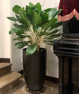 Cây Bạch Mã Hoàng Tử - X6