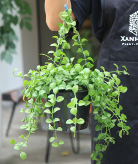 Cây Hạt Dưa Xanh-x2