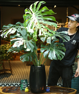 Monstera Deliciosa – Trầu Bà Lá Xẻ-x11